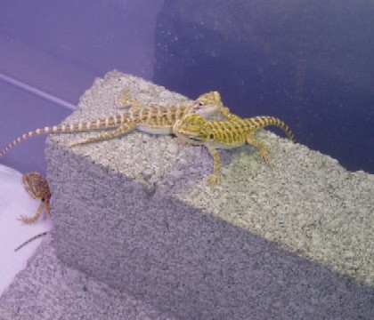 Orange Cross Babies