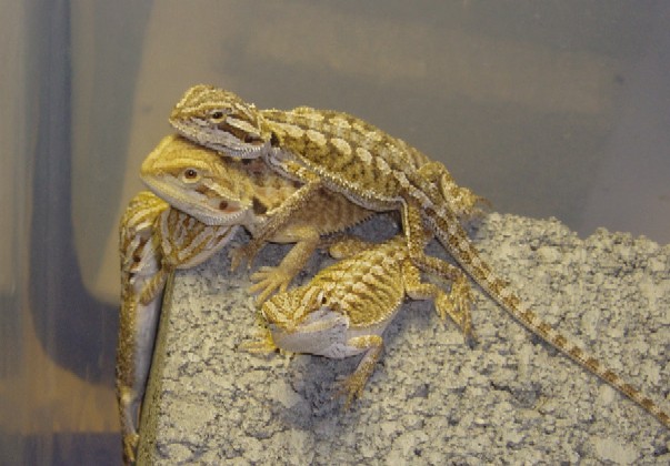 Orange x Yellow hypo Babies