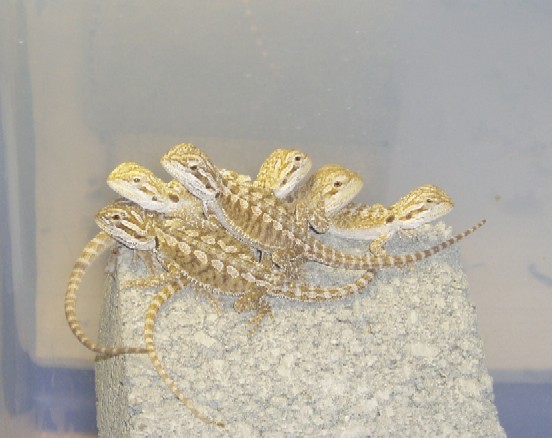 Group Picture- Orange Hypo Babies