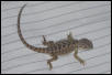 Baby from Dragonsbynature