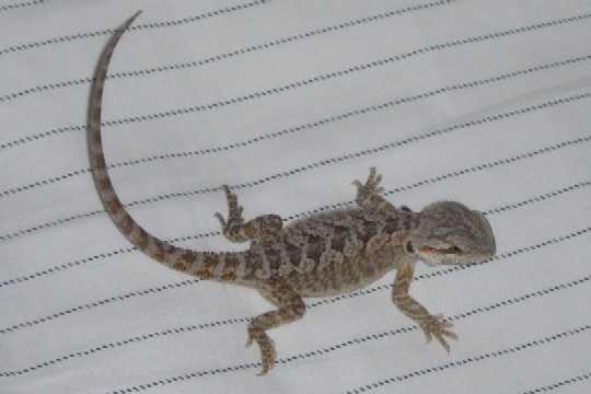 Baby from Dragonsbynature