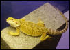 Yellow Male again