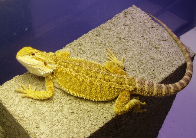 Yellow Male again