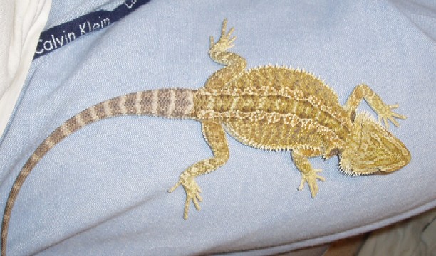Yellow Male-lighting