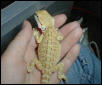 Potential Dragon