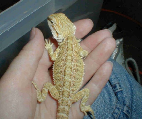 Potential Dragon