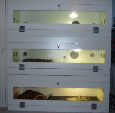 Bearded Dragon Enclosure