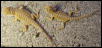 Size Comparison