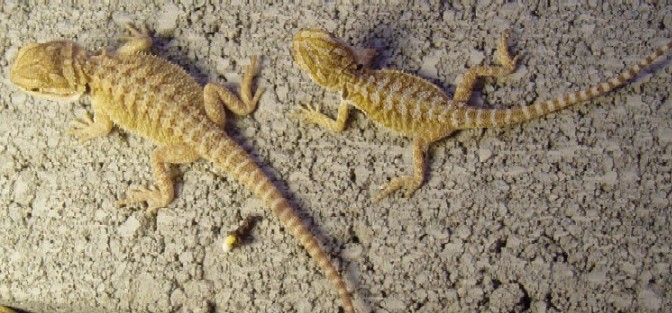 Size Comparison