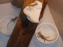 All my baby dragons