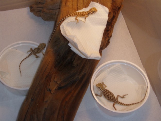 All my baby dragons