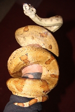 Female Het Sunglow