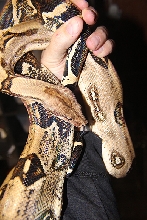 Male Het Albino