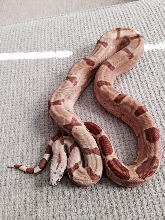 Male Hypo
