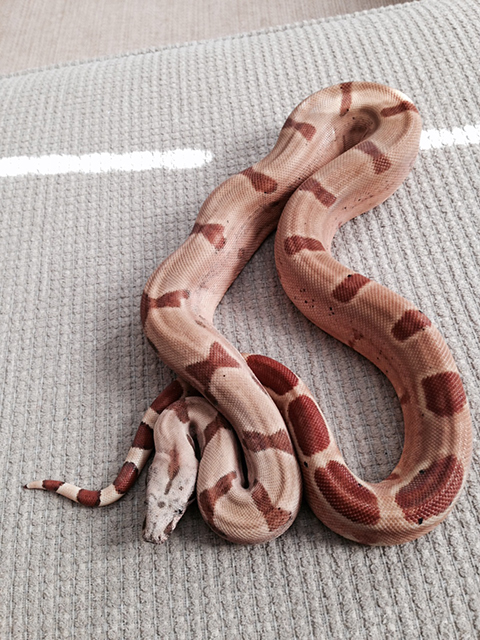 Male Hypo