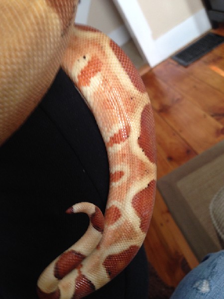 Male Hypo