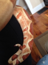Male Hypo