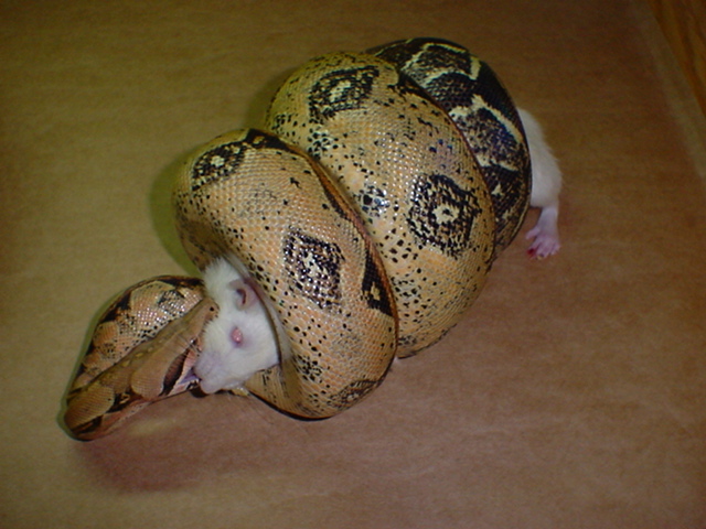 Dinner Time