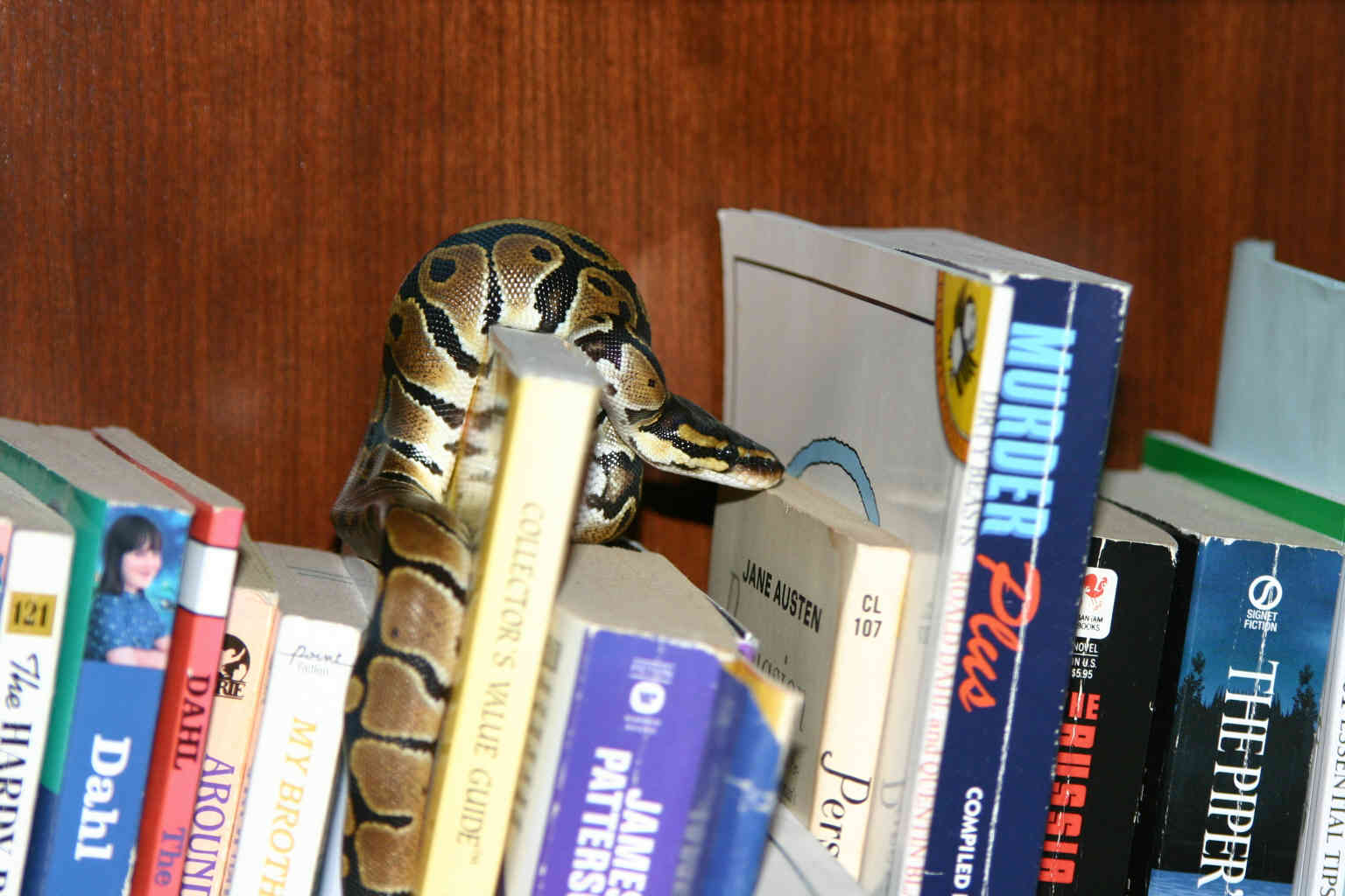 "Escaped" Ball Python