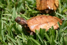 Female Vietnamese Leaf