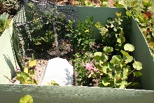 Tortoise Pen2