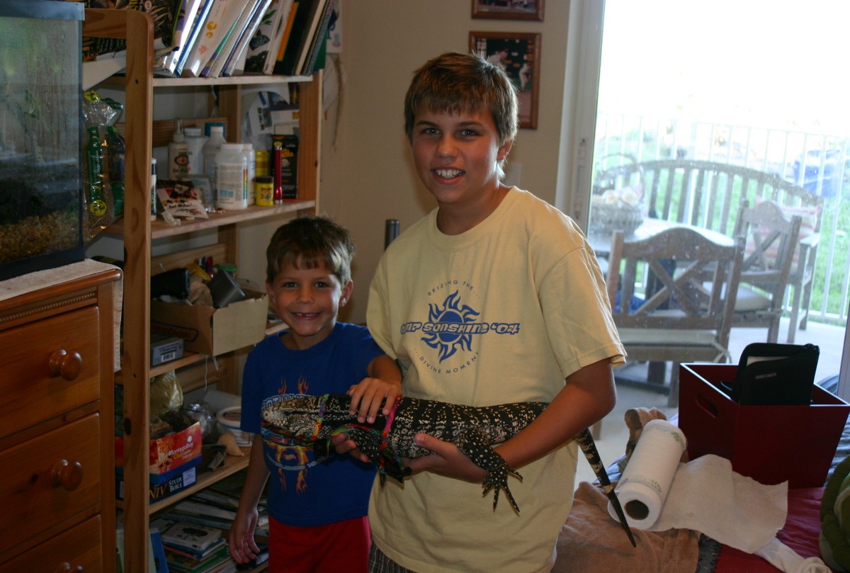 Tegu- For Sale