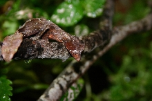 Satanic Leaftail