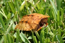 Male Vietnamese Leaf