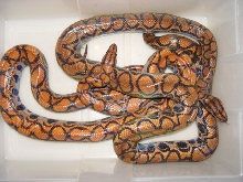 Brazilian pair