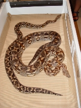 Dumeril's pair