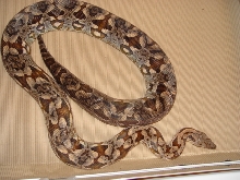 Dumeril's female