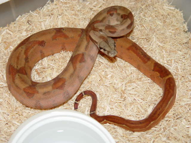 salmon boa 2