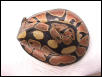 Hatchling b