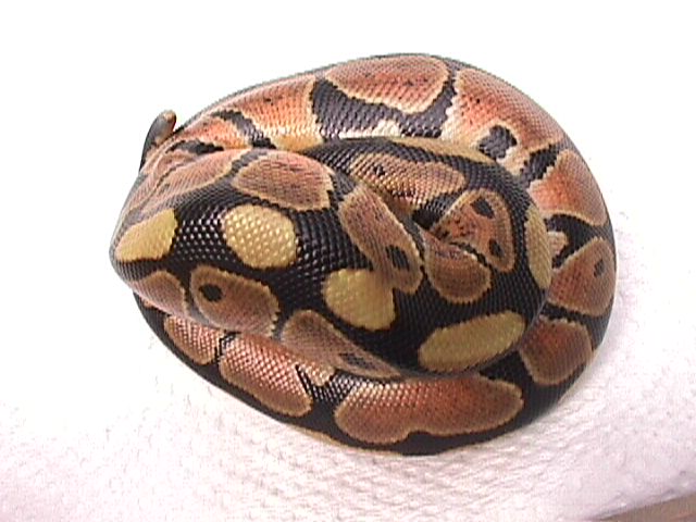 Hatchling b