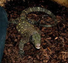 Crocky