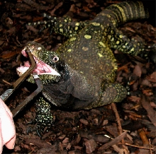 Crocky