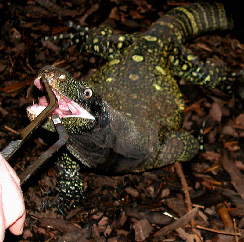 Crocky