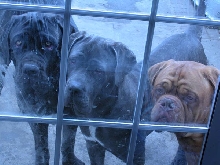 My dogs