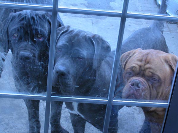 My dogs