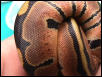 Hatchling a