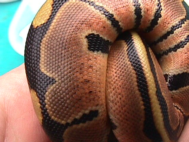Hatchling a