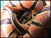 Hatchling C