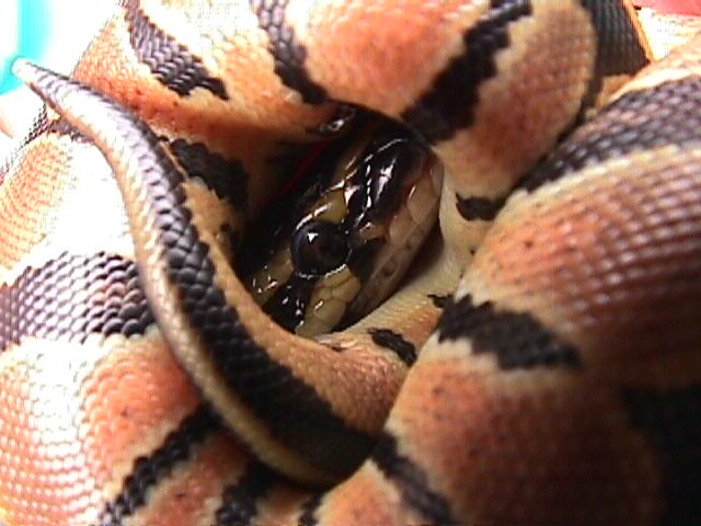 Hatchling C