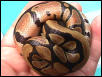 Hatchling d
