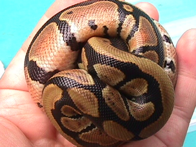 Hatchling d