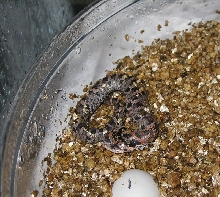 First eastern hog hatched!