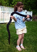 My daughter and her favorite snake 16 months later..(Black Milk)
