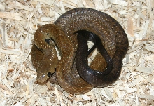 .Black Tail Cribo