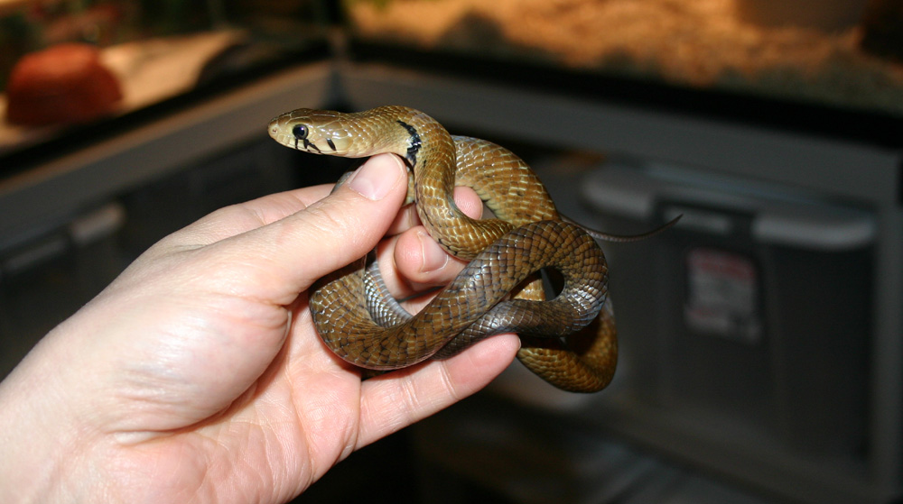 Black Tail Cribo