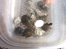 My newly hatched painted turtles